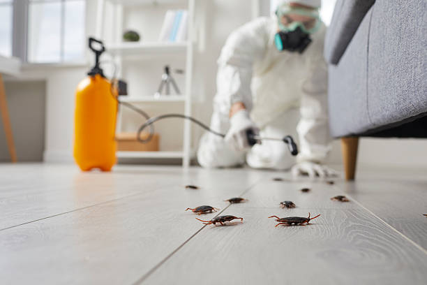 Affordable Termite Control solutions in Gerber, CA